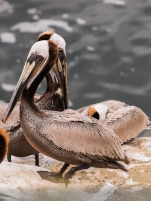 Pelicans in San Diego