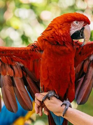 A bird spreading its wings at the Catamaran Resort Hotel and Spa by Pacific Beach, San Diego, CA