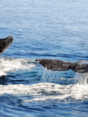 Whale watching in San Diego